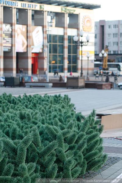 "Много на ёлочке шариков цветных": фоторепортаж "Нового Калининграда.Ru"