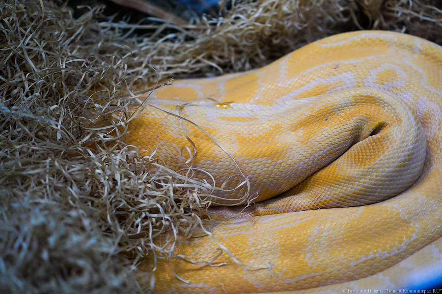 Вот компания какая: Калининградский зоопарк открыл все павильоны для посетителей