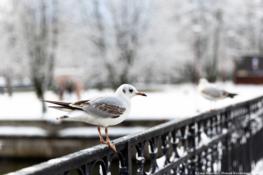 12-градусный мороз: калининградцам обещают самую холодную ночь с начала года