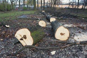 В Черняховском районе возбудили дело по факту вырубки 7 деревьев