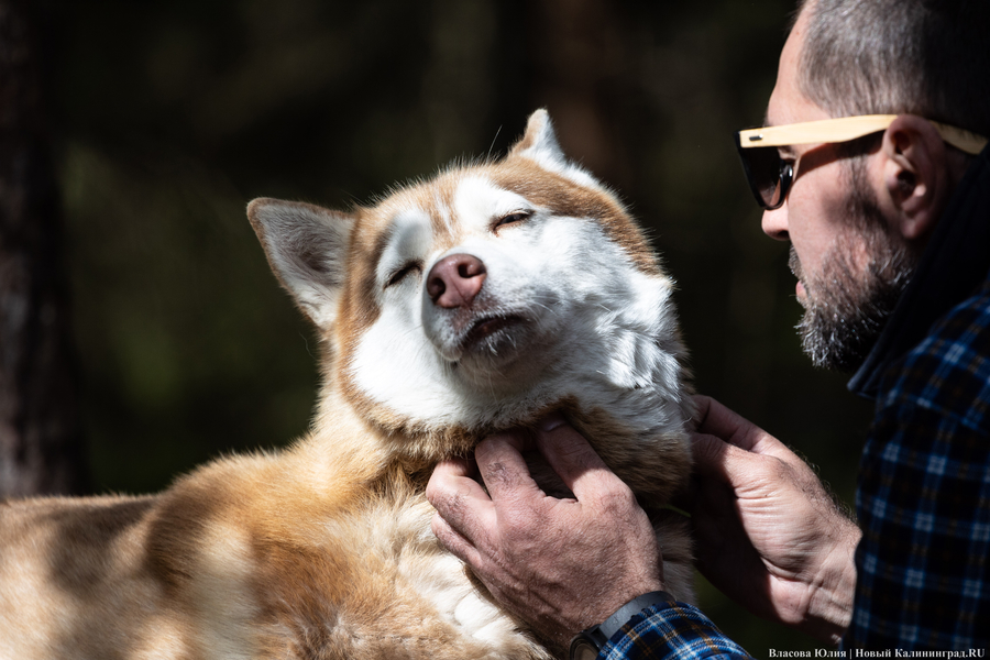Совсем не Джек Лондон: как калининградцы с питомцами соревновались в ездовом спорте (фото)