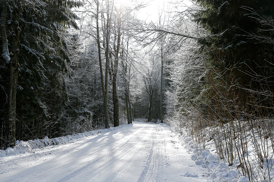 Рубить или не рубить: как общественники с министром в Виштынецкий лес ездили