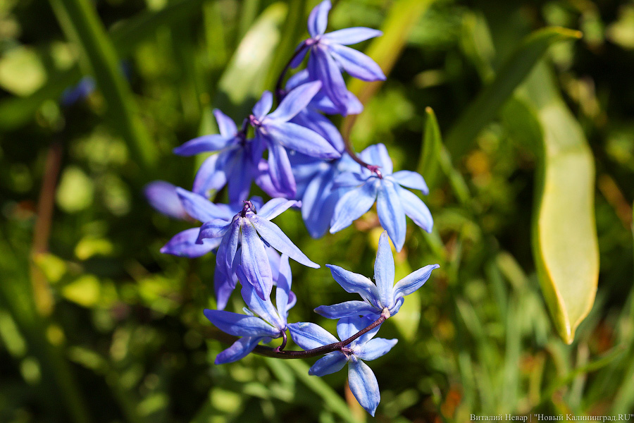 Тот, кто любит цветы: в Калининграде цветёт Ботанический сад (фото)