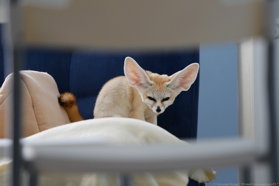 Росимущество вступилось за отнятых у браконьеров животных