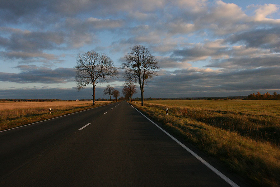 Энтузиасты посадили придорожную аллею у пос. Романово на собранные 200 тыс рублей
