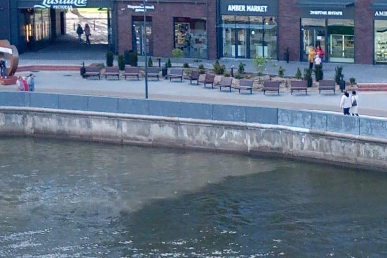 У острова Канта в Преголю снова сливаются сточные воды (фото)