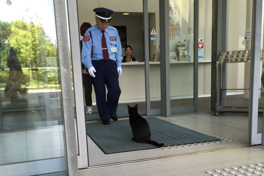 Зеленоградск пригласил в гости двух японских котов, которых не пускают в музеи