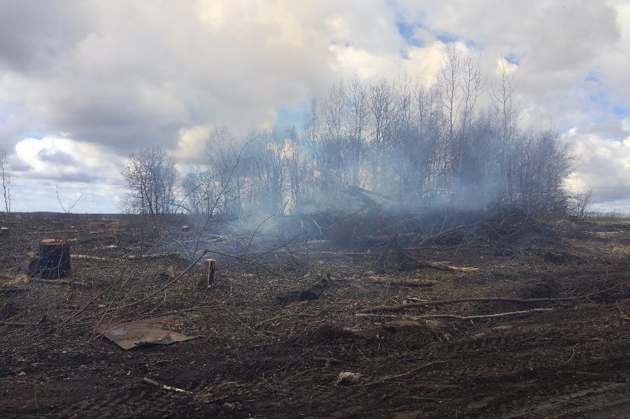 Под Люблино нарушители вырубили десятки деревьев под карьеры для нелегальной добычи янтаря (фото)