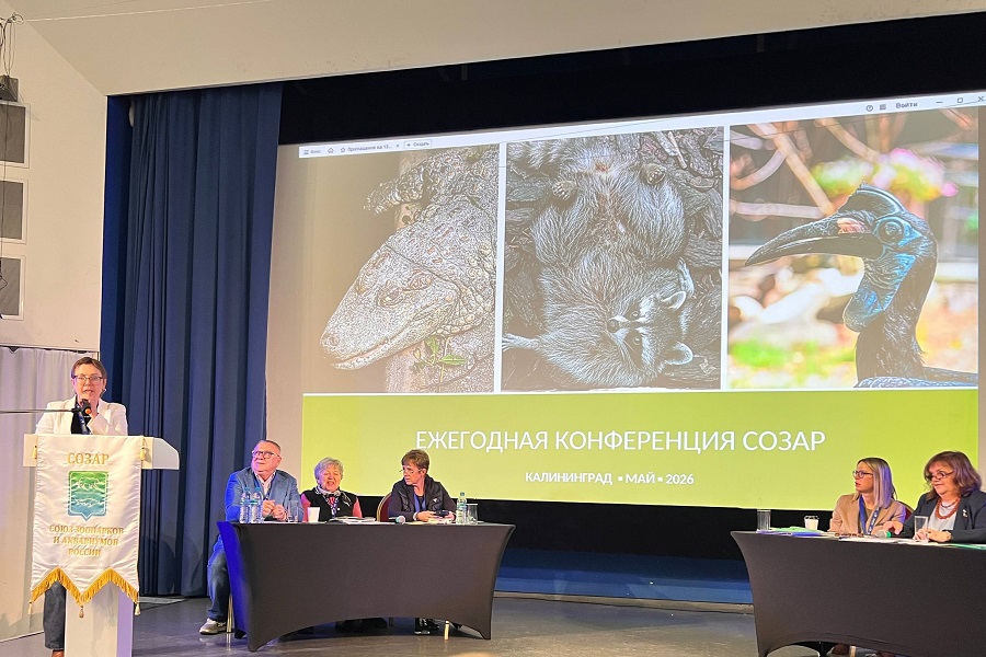 Съезд Союза зоопарков и аквариумов России в 2026-м решили провести в Калининграде