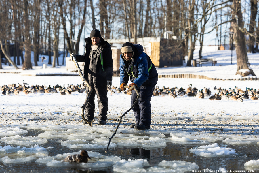 Ледяной плен: в парке Зеленоградска спасают замерзающих уток (фото)