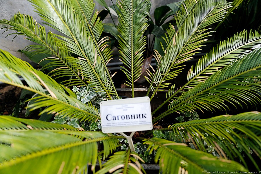 Дом для кактусов: в Ботаническом саду Калининграда открыли оранжерею (фото)