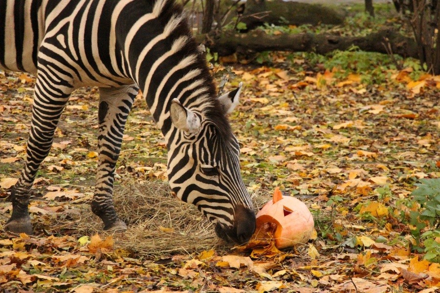 Фото — предоставлено пресс-службой зоопарка