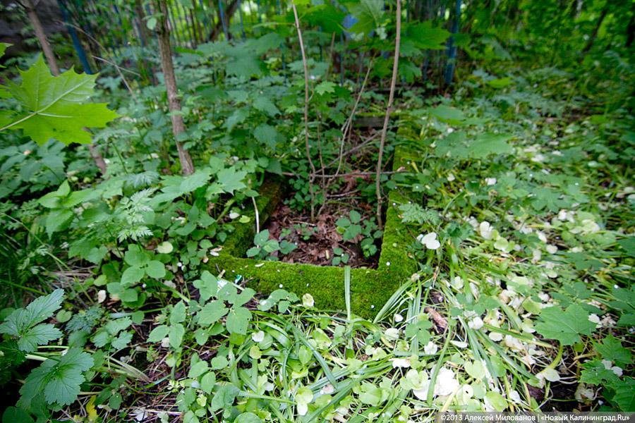 Забытые могилы: кирха и кладбище в поселке Тишино зарастают деревьями