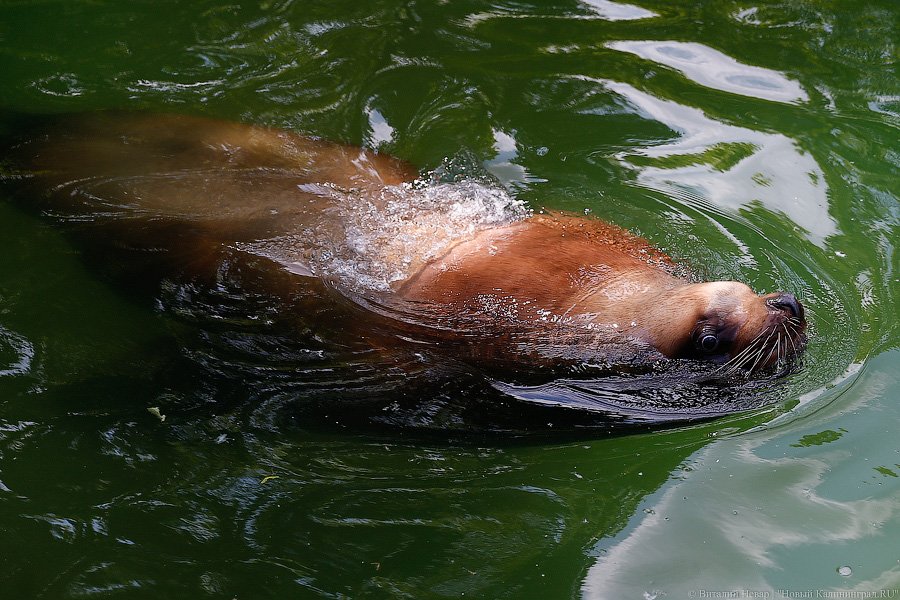 «Все мы выросли в зоопарке»: калининградский зоосад готовится к юбилею