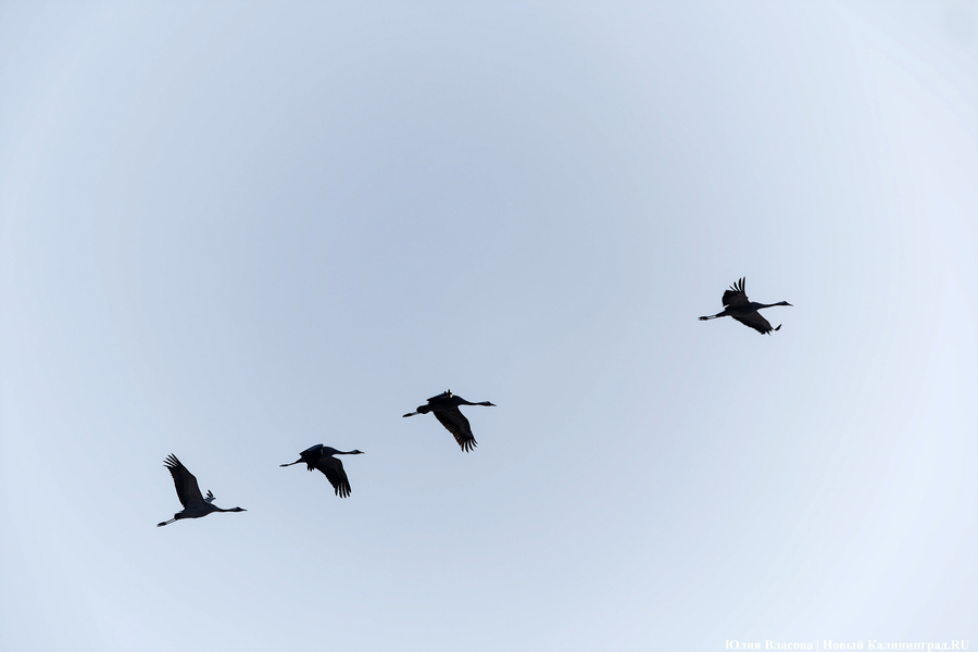 Мартовский «курлык»: в Калининградскую область вернулись журавли (фото)