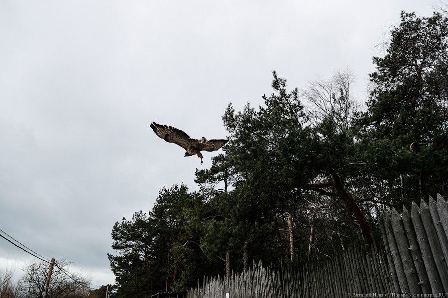 Пятеро местных и один залетный: на Куршской косе выпустили на волю канюков (фото)