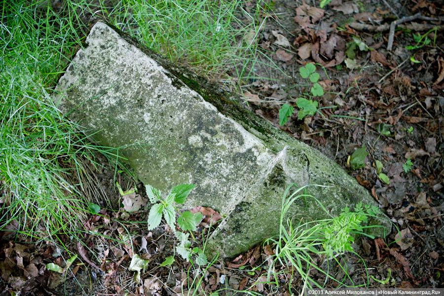 Легенды и лягушки: кирха в поселке Ново-Московское обрастает мхом и преданиями