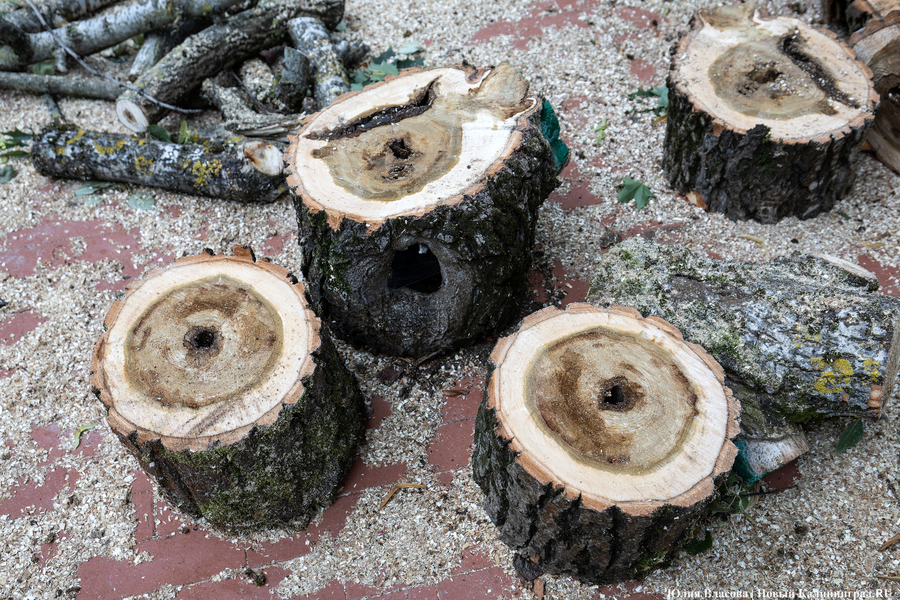 «Водоканалу» разрешили вырубить 115 деревьев в Калининграде