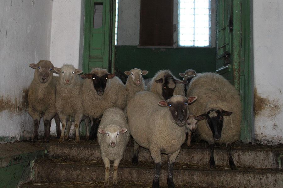 Смрад и овцы: старинную семинарию под Черняховском превратили в хлев