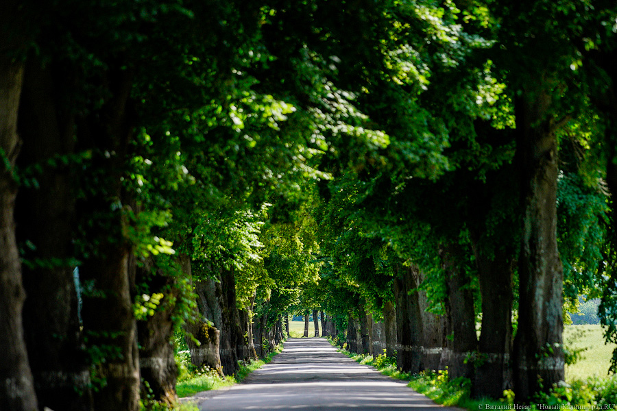 УМВД: под Неманом велосипедист с разгона въехал в дерево и погиб