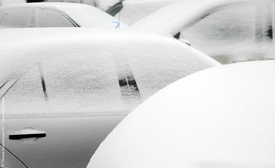 "Нападение белых мух": фоторепортаж "Нового Калининграда.Ru"