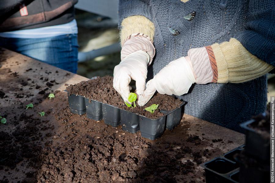 Букет к празднику: в Калинково вырастили 6 миллионов тюльпанов