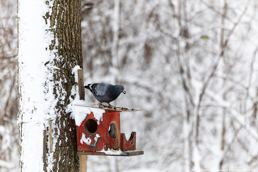 После двадцати лет ожидания: как Калининград встретил Новый год со снегом (фото)