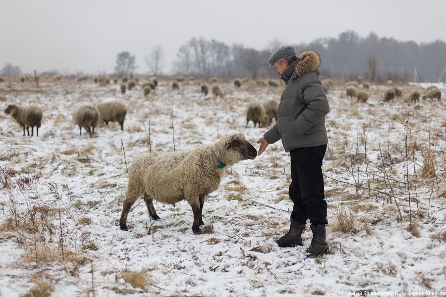 Фермер Сергей Семенов: «Тринадцать минут — и с барана китель снят»