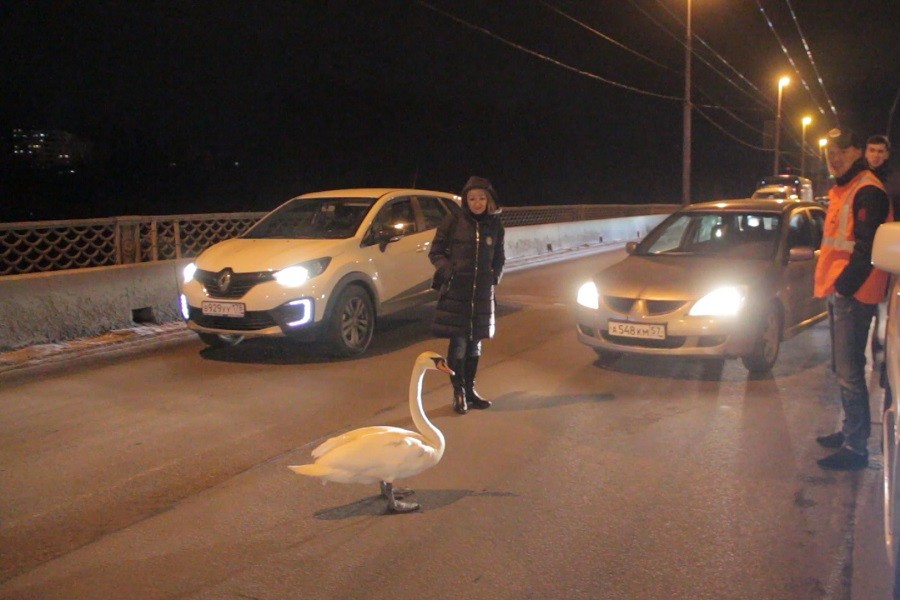 В Калининграде спасли лебедя, гулявшего по проезжей части эстакадного моста (видео)
