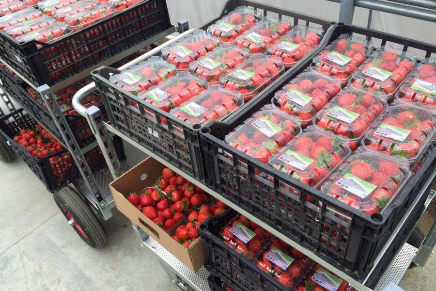 В Гвардейске вырастили импортозаместительную клубнику в три раза дороже польской