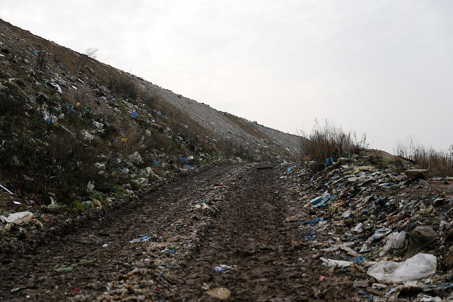 Greenpeace проводит акцию по отказу от пластика в Калининграде