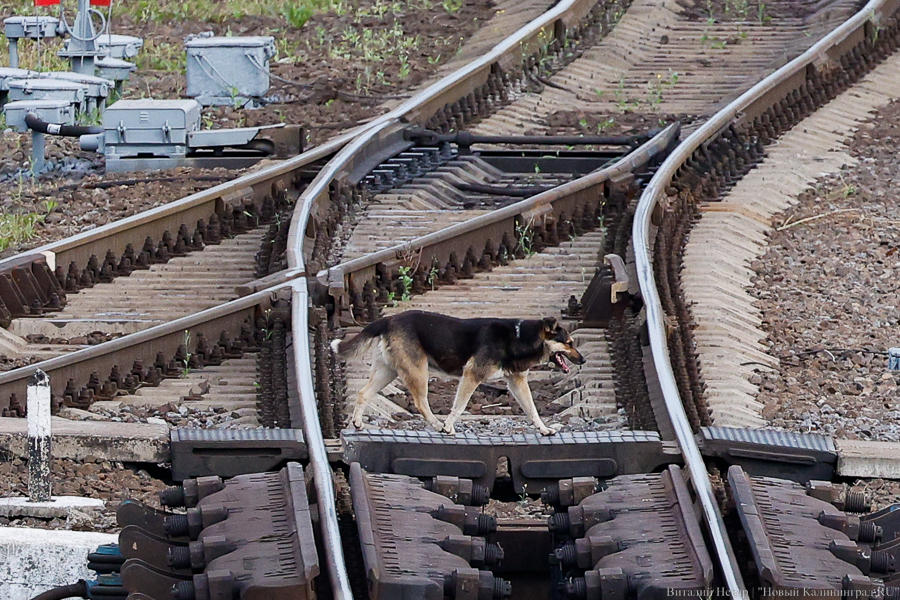 Главный архитектор Зеленоградского округа: ж/д-ветку в Янтарный уже проектируют