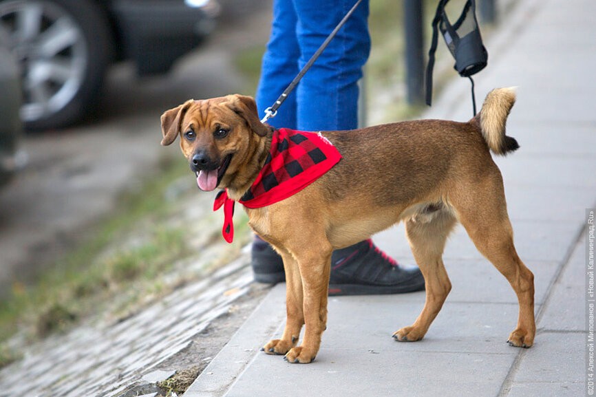 В Ладушкине хотят провести международную гонку на собачьих упряжках