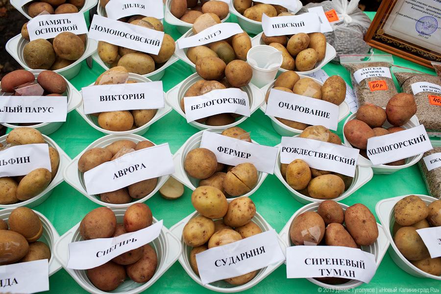 Вершки и корешки: как в Полесске отметили День картошки