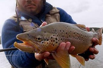 Белоруссия планирует за три года в 76 раз увеличить производство рыбы ценных пород 