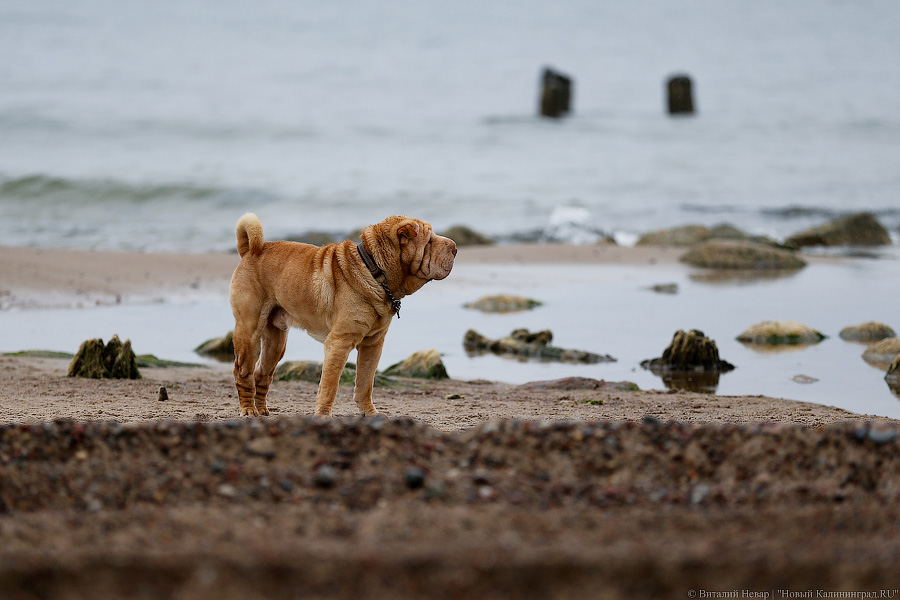Лучше Афродиты: море подарило калининградцам остатки реликтового леса (фото)