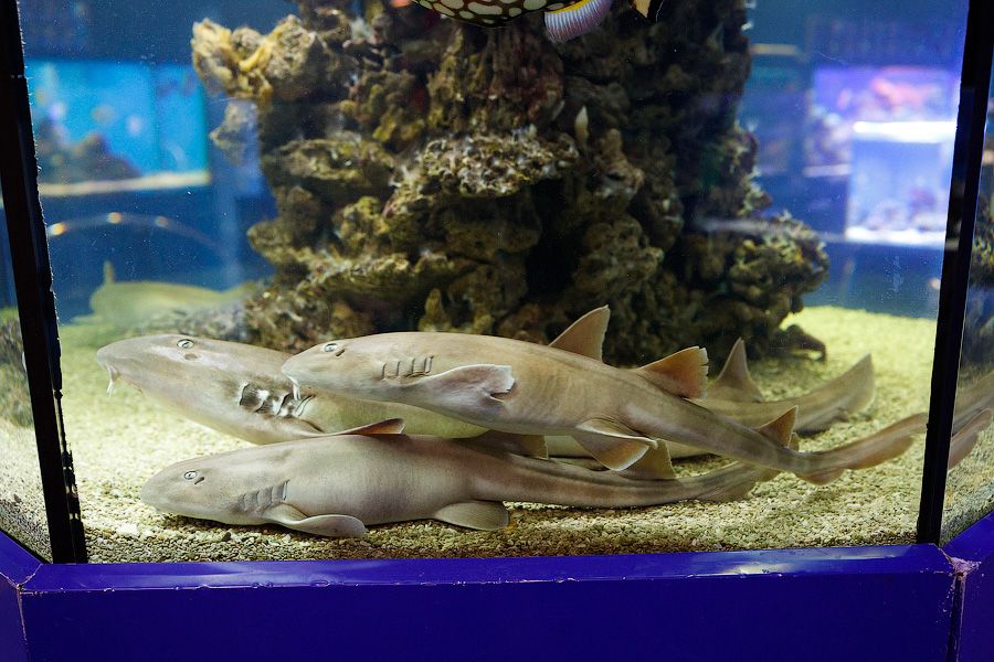 Baby Shark: в Музее Мирового океана родились «акулята-котята» (фото)