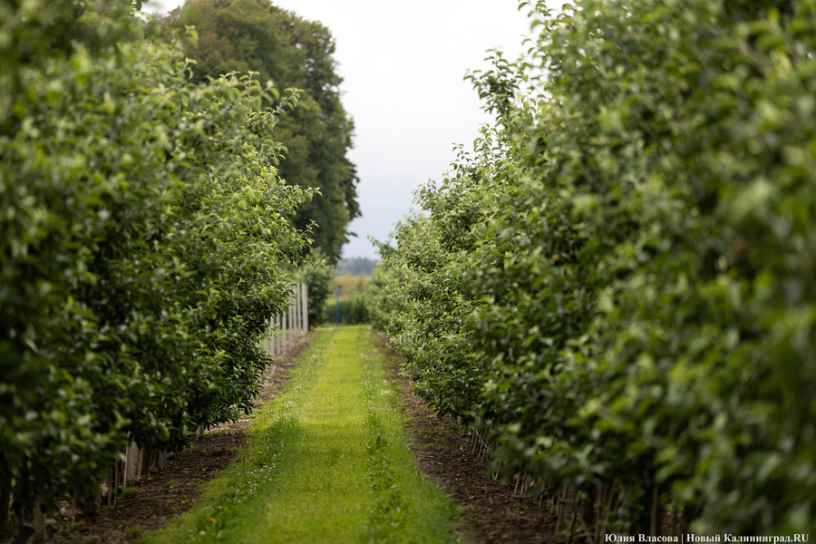 В минсельхозе сообщили, что все пострадавшие от заморозков хозяйства продолжают работу