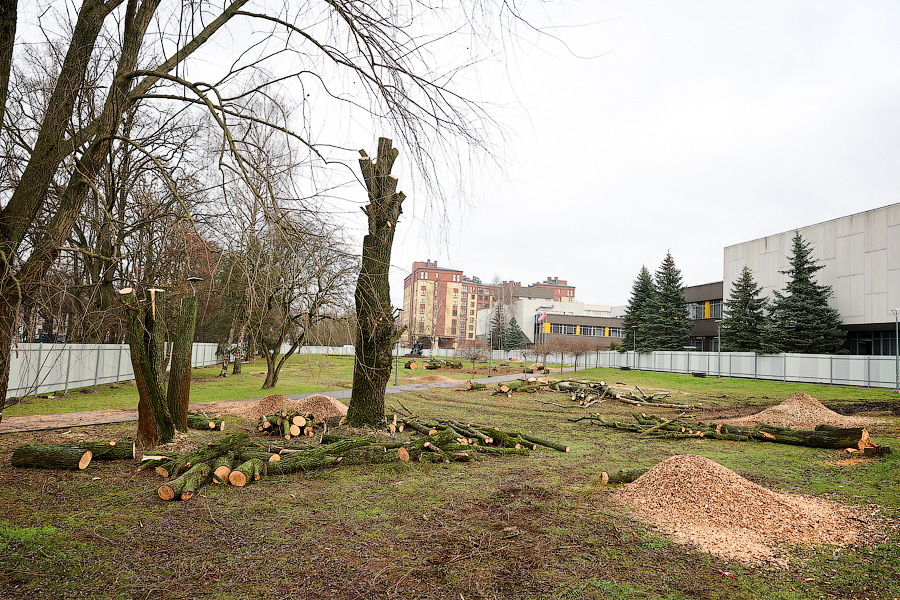 Минус 1,5 тыс. деревьев: на ул. Невского начались вырубки из-за строительства кампуса БФУ (фото)