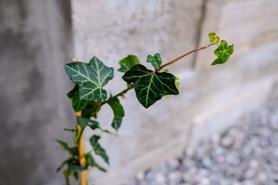 Бетон и пустота: в Калининграде завершается благоустройство Нижнего озера (фото)
