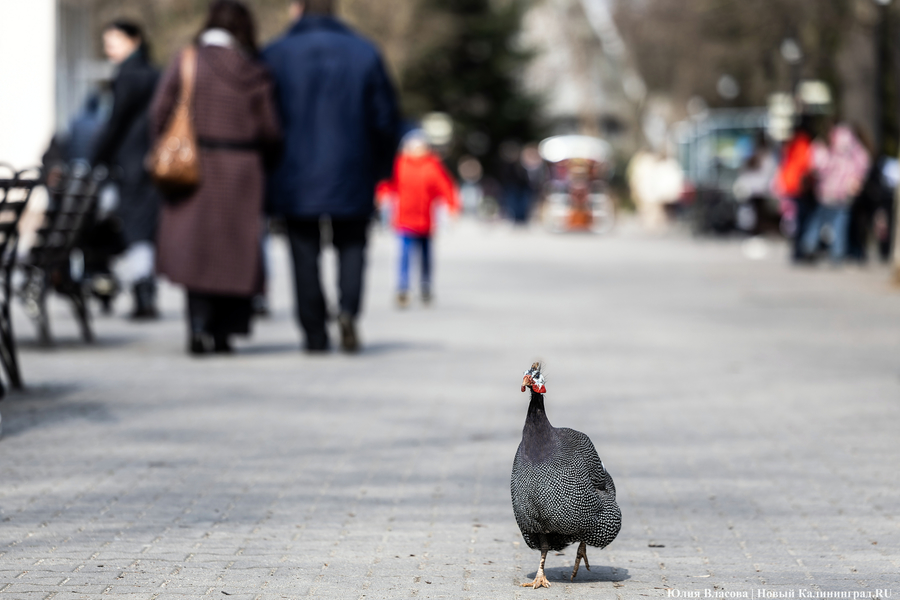 И пух, и перья: как в Калининградском зоопарке отметили День птиц (фото)