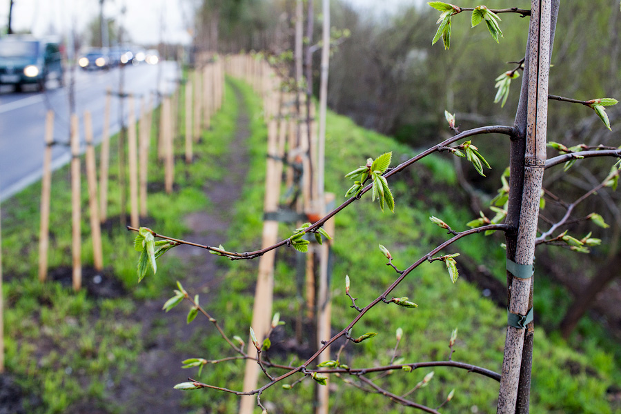 Горвласти: количество деревьев в Калининграде «медленно и неуклонно растет»