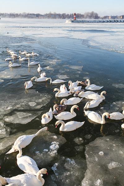 Сотня белых лебедей: как в Балтийске поддерживают замерзающих птиц
