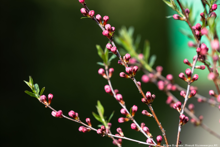 Показываем, как в Ботаническом саду цветут магнолии (фото)