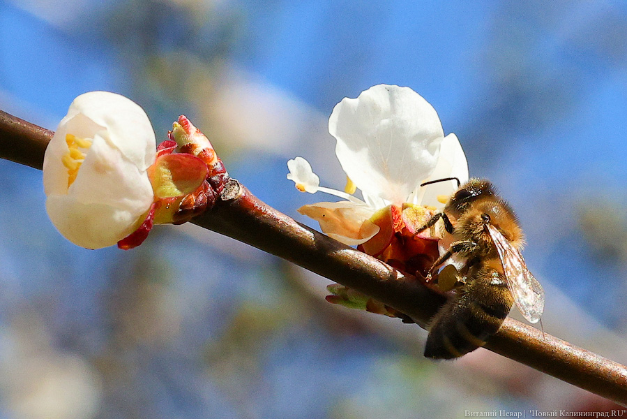 Тот, кто любит цветы: в Калининграде цветёт Ботанический сад (фото)