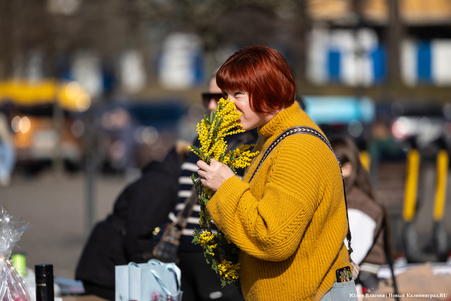 Мимозно-тюльпанный ажиотаж: Калининград накрыла традиционная цветочная лихорадка (фото)