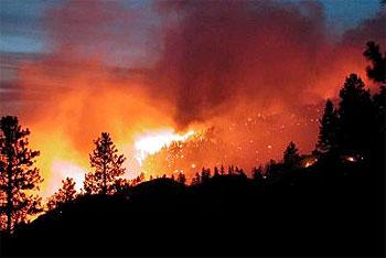 В Калининградской области стремительно растет число лесных пожаров