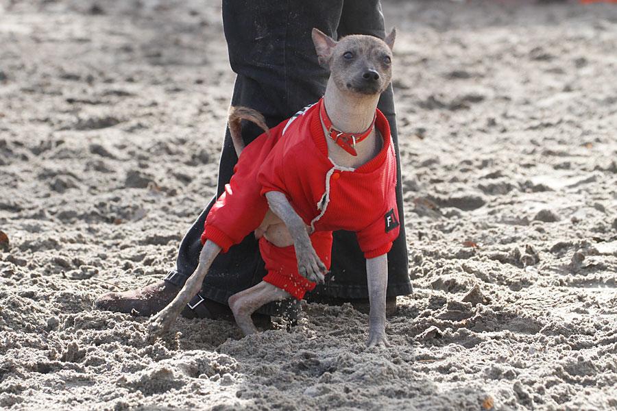 «Главные по тарелочкам»: фоторепортаж с соревнований по дог-фрисби