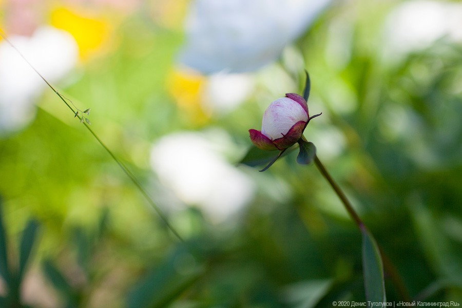 Розовое цветение: Ботанический сад открылся для посетителей (фото)
