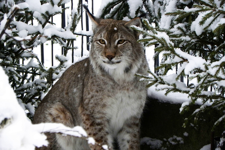 Фото: Калининградский зоопарк